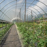 Farm Plastic Supply Sunmaster Evo Ir/ac 8-LAYER 6 Mil Greenhouse Film New. Price: $89.99.