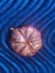 Estee Lauder Prismatic Pink Crystal Flower Powder Compact Ltd. Edition Scarce Used. Price: $199.00.